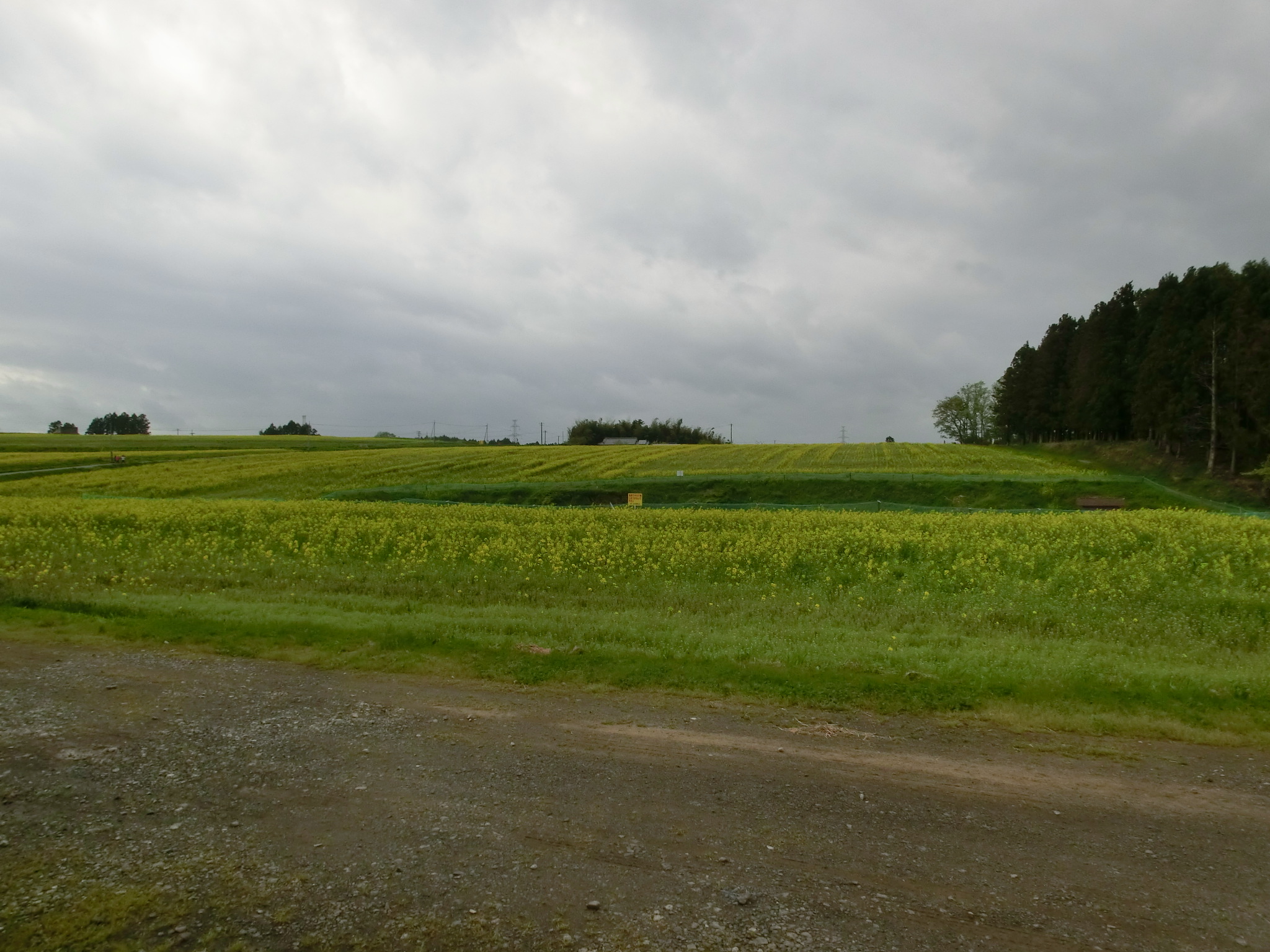 三本木 菜の花まつり せんだい 宮城フィルムコミッション