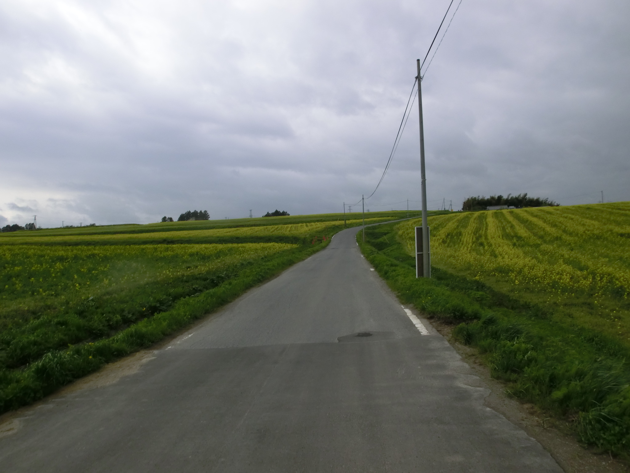 三本木 菜の花まつり せんだい 宮城フィルムコミッション