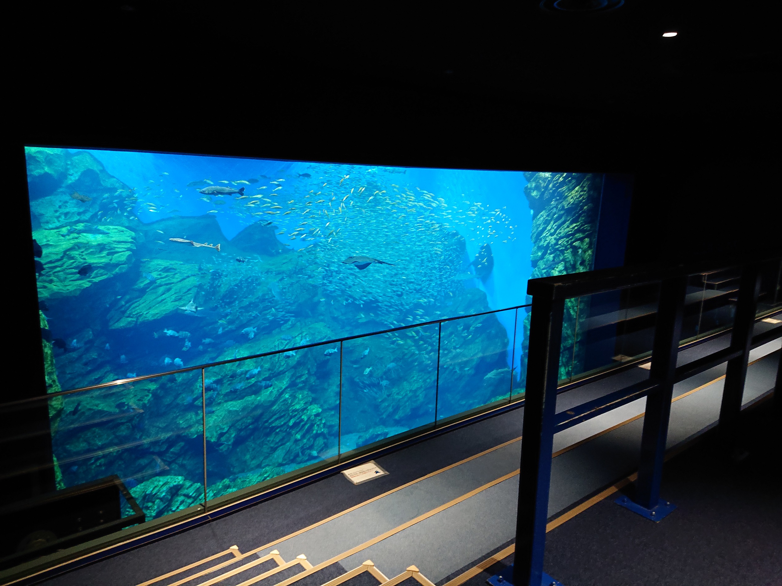 宮城 県 の 水族館